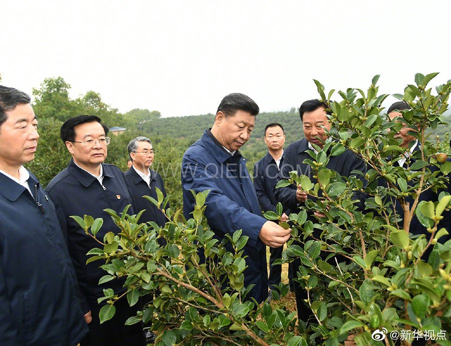 光山油茶籽榨油設(shè)備，山茶籽油榨油機(jī)廠家(圖1)