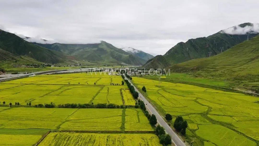 西藏企鵝糧油機(jī)械設(shè)備案例之墨竹工卡縣小油菜榨油廠(chǎng)項(xiàng)目(圖7)